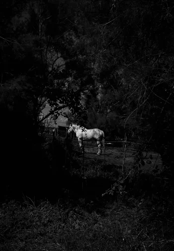 Tirage photo cheval en Camargue
